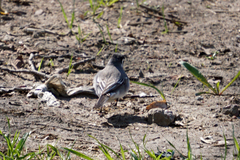 Motacilla alba
