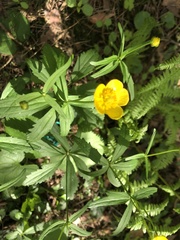 Ranunculus cassubicus