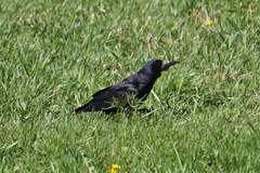 Corvus frugilegus