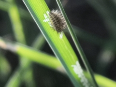 Subcoccinella vigintiquatuorpunctata