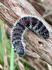 Delias harpalyce