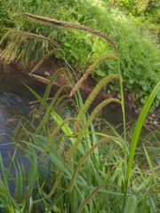 Carex pendula