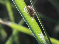 Subcoccinella vigintiquatuorpunctata