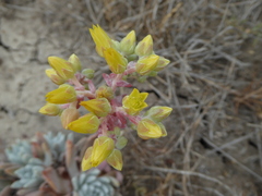 Dudleya greenei