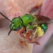 Peridot Sweat Bee - Photo (c) dlbowls, some rights reserved (CC BY-NC), uploaded by dlbowls