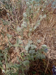 Anchusa aggregata