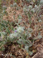Anchusa aggregata