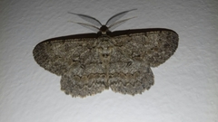 Hypomecis punctinalis