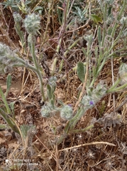 Anchusa aggregata