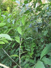 Erythrococca berberidea