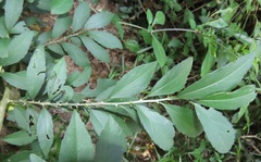 Erythrococca berberidea