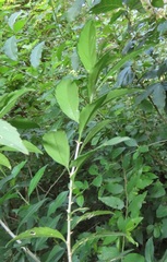 Erythrococca berberidea