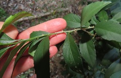 Erythrococca berberidea