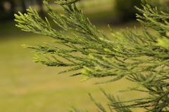 Sequoiadendron giganteum