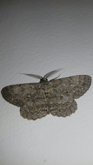 Hypomecis punctinalis