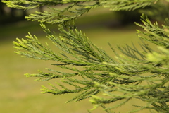 Sequoiadendron giganteum