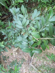 Erythrococca berberidea