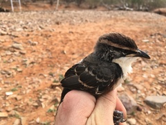 Pomatostomus ruficeps
