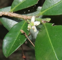 Erythroxylum emarginatum
