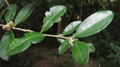 Erythroxylum emarginatum