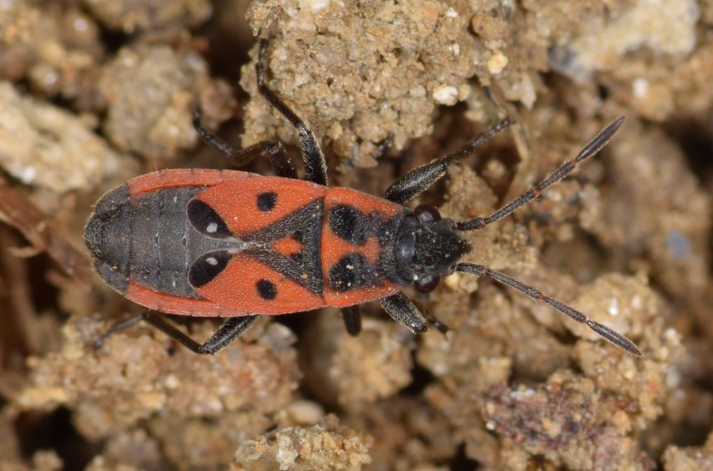 Melanocoryphus tristrami