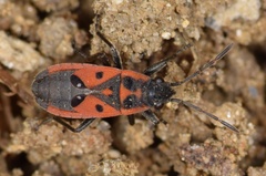 Melanocoryphus tristrami