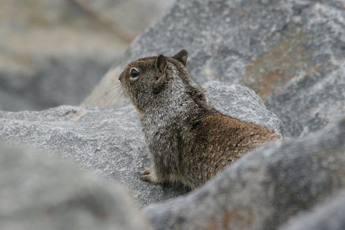 iNaturalist observation photo of California Ground Squirrel