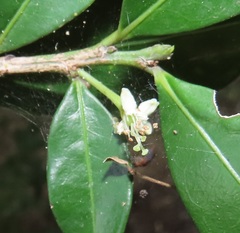 Erythroxylum emarginatum