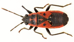 Melanocoryphus tristrami