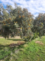 Eucalyptus erythrocorys