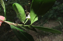 Erythroxylum emarginatum