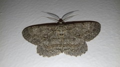 Hypomecis punctinalis