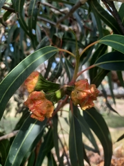 Eucalyptus erythrocorys