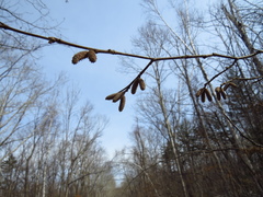 Corylus sieboldiana mandshurica