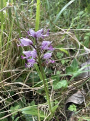 Orchis militaris