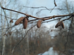 Corylus sieboldiana mandshurica