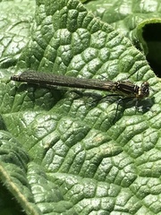 Erythromma najas