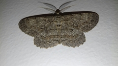 Hypomecis punctinalis