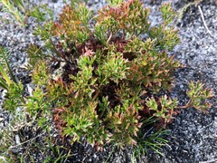 Xanthosia leiophylla
