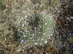 Dianthus hypanicus