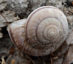 Helminthoglypta sanctaecrucis