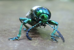 Platycorynus sauteri