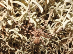 Eusparassus laevatus