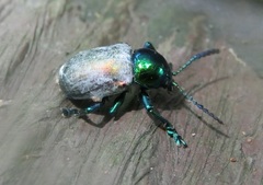 Platycorynus sauteri