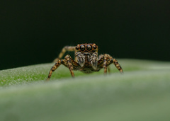 Cyrba