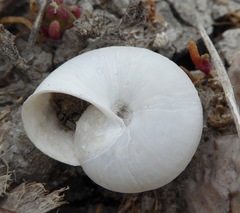 Helminthoglypta sanctaecrucis