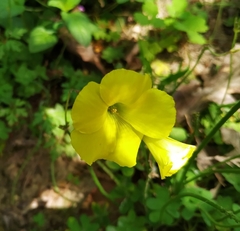 Oxalis pes-caprae