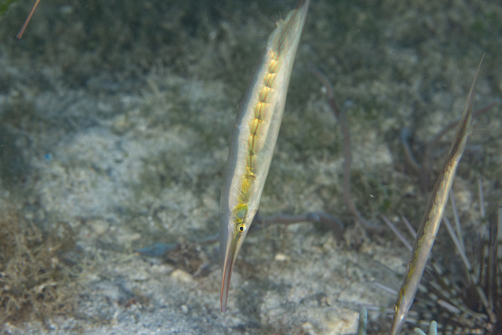 Smooth Razorfish