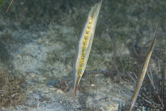 Centriscus cristatus