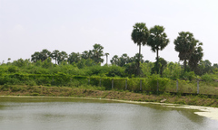 Borassus flabellifer